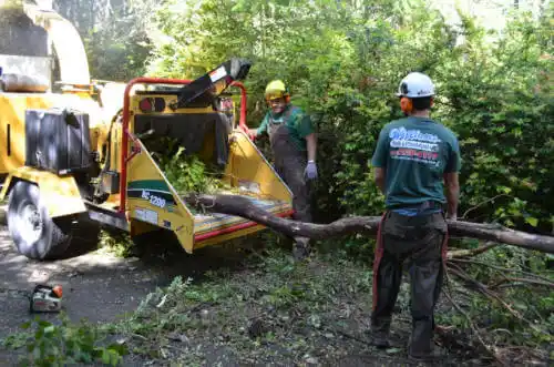 tree services Forreston